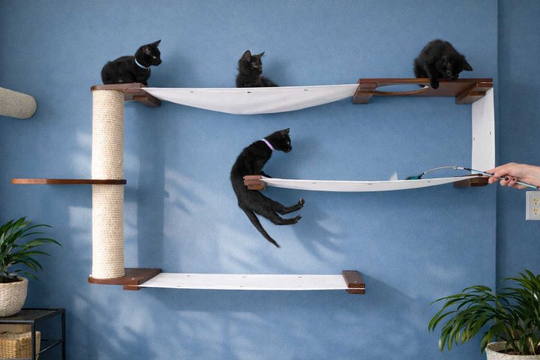 Moderne Wandkratzbäume für Katzen stilvoll ins Zuhause integrieren