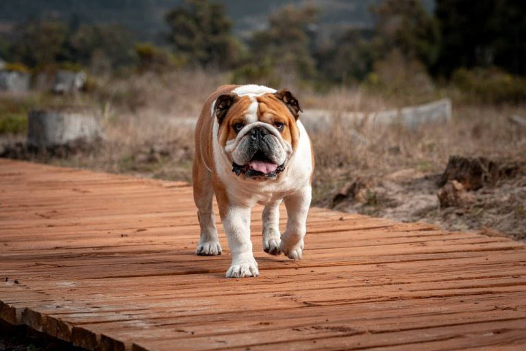 Französische Bulldoggen kaufen: So erkennen Sie verantwortungsvolle Züchter