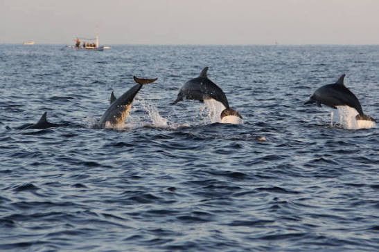 Tipps für den Delfin Ausflug Hurghada: Was Sie über Speedboot, Schnorcheln und Delfinbeobachtung wissen sollten