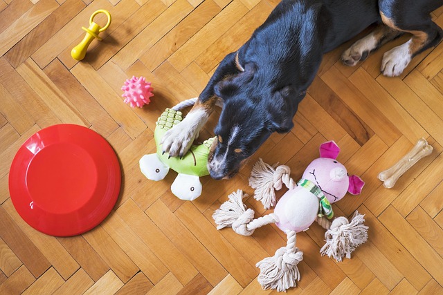 Strapazierfähiges Spielzeug für Hunde: Welche Varianten eignen sich für kräftiges Spielen?