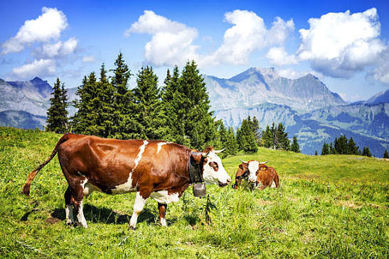 Omega 3 im Rindfleisch und die Vorteile von artgerechter Fütterung