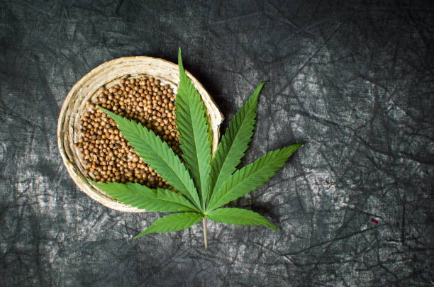 Seed Shop erklärt: Genetik, Qualität und Herkunft von Cannabissamen